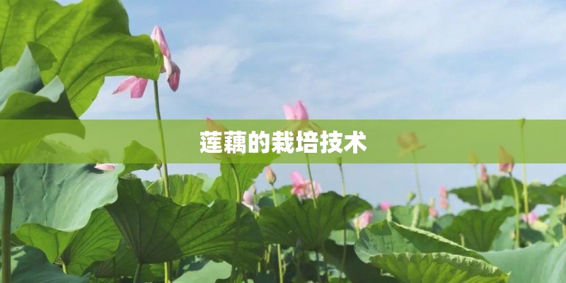 莲藕的栽培技术 莲藕的栽培技术