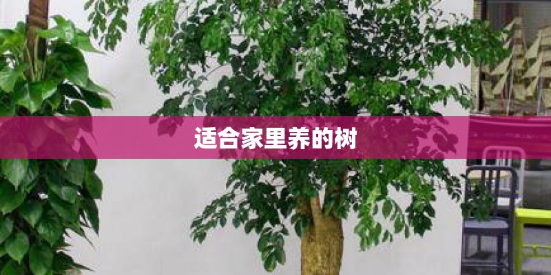 适合家里养的树