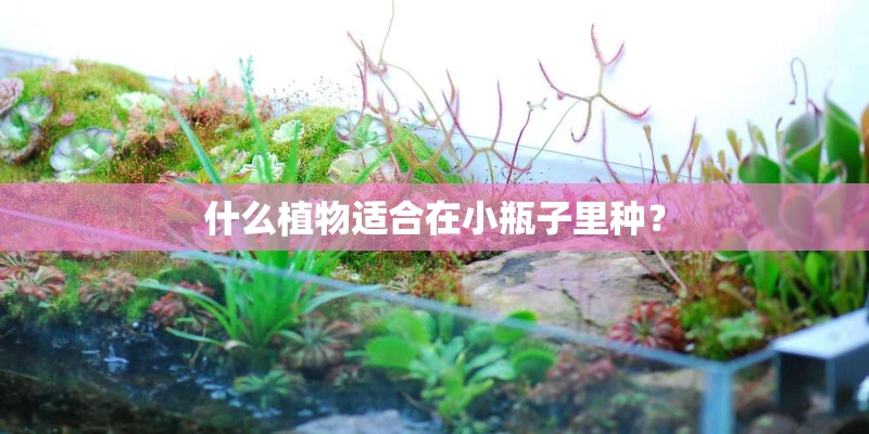 什么植物适合在小瓶子里种？