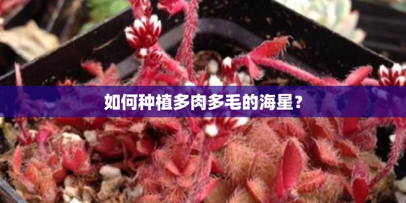如何种植多肉多毛的海星? 如何种植多肉多毛的海星?