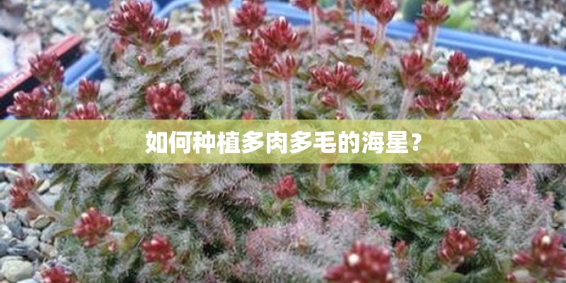 如何种植多肉多毛的海星? 如何种植多肉多毛的海星?