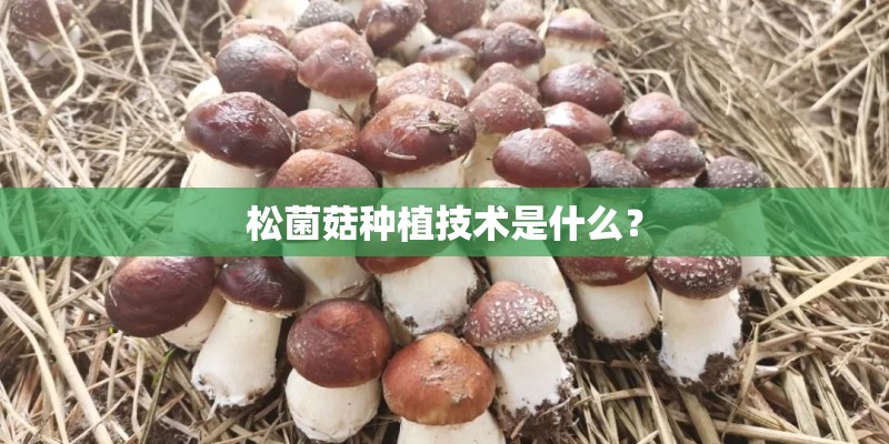 松菌菇种植技术是什么? 松菌菇种植技术是什么?